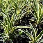 Juka vláknitá (Yucca filamentosa) ´IVORY TOWERS´ - výška 15-30 cm, kont. C1,5L